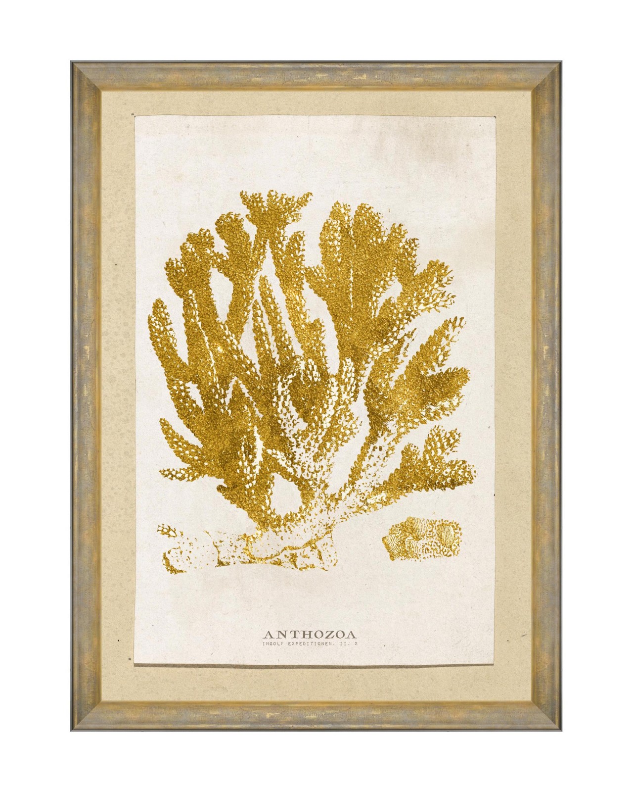 images/productimages/small/caribbean-sea-life-anthozoa-coral-framen-art-50x70cm-fa13177.jpg