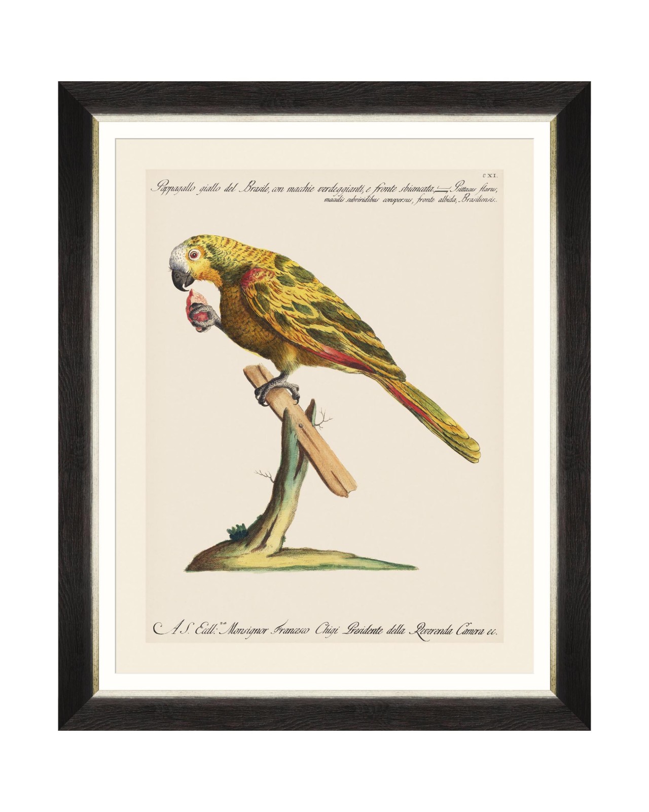 images/productimages/small/parrots-of-brasil-iv-framed-art-40x50cm-fa13214.jpg