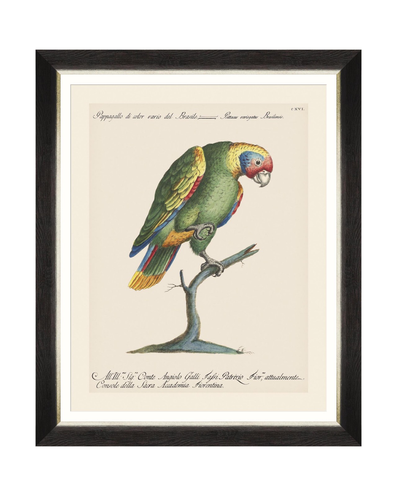 images/productimages/small/parrots-of-brasil-ix-framed-art-40x50cm-fa13219.jpg