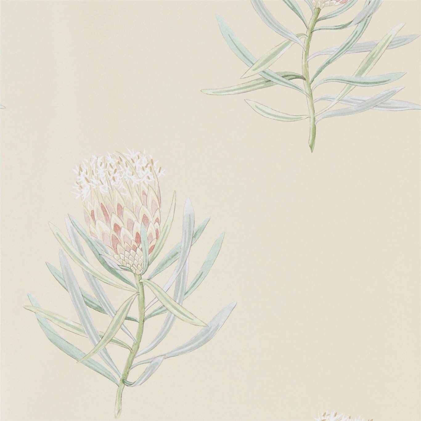 Protea Flower