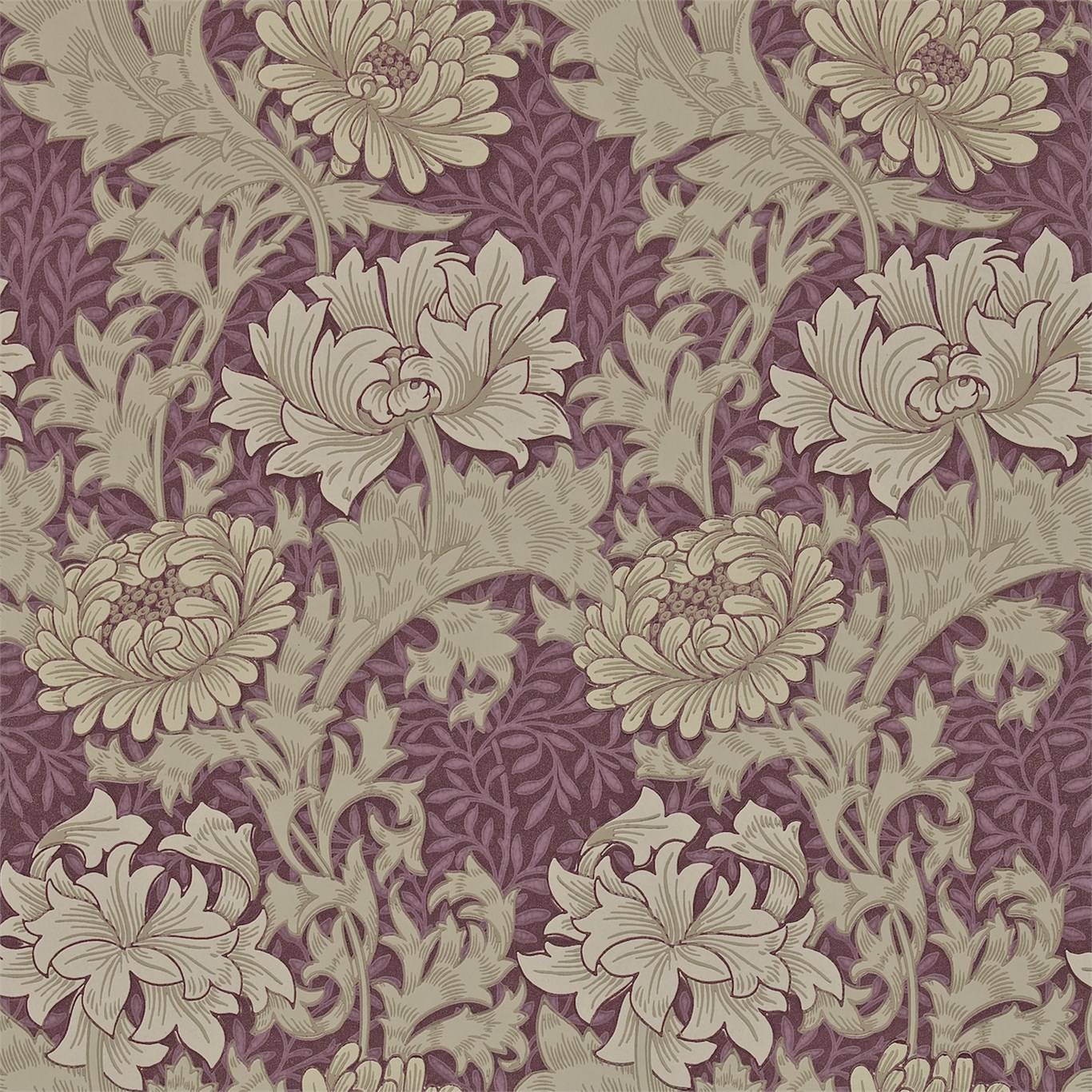 Chrysanthemum