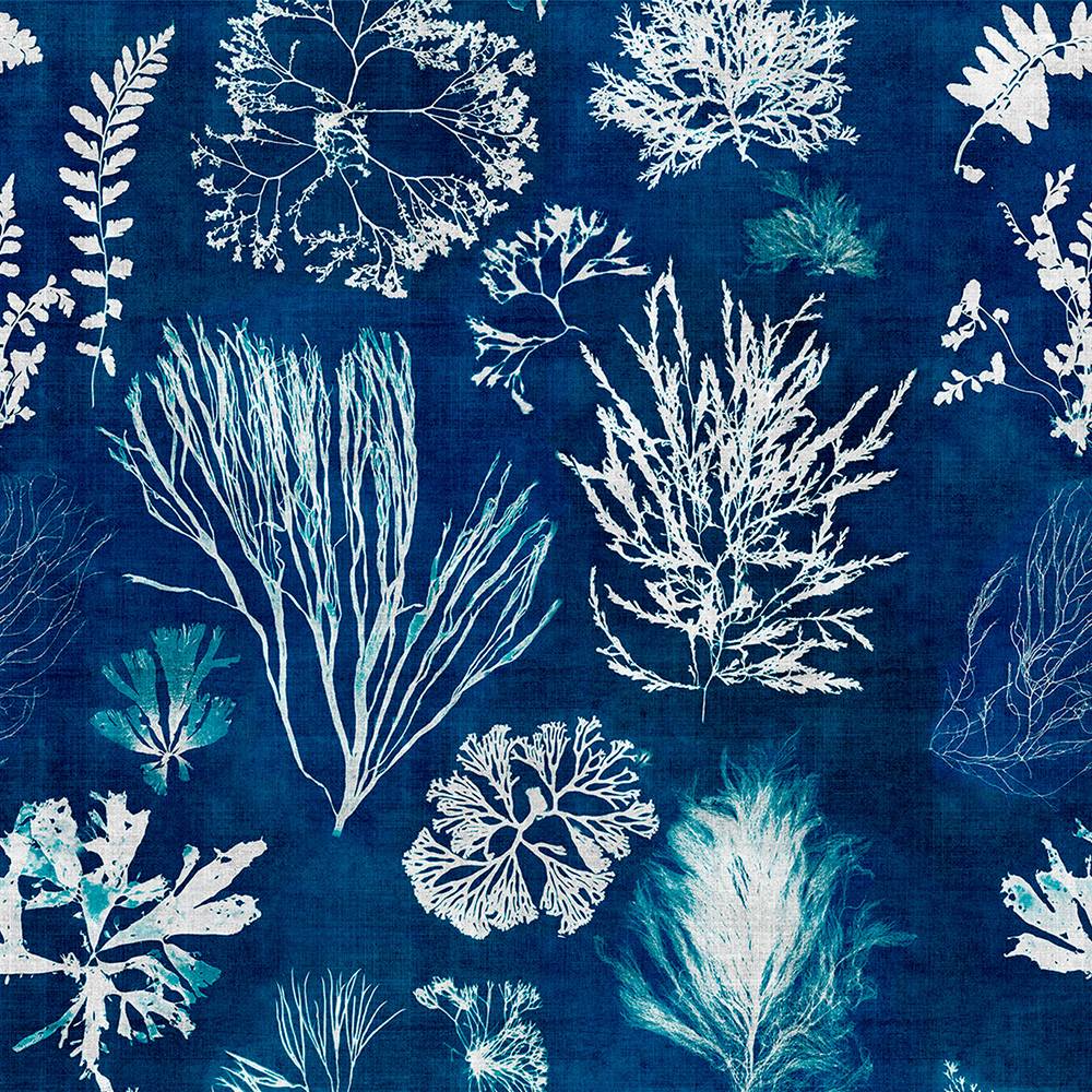 Algae