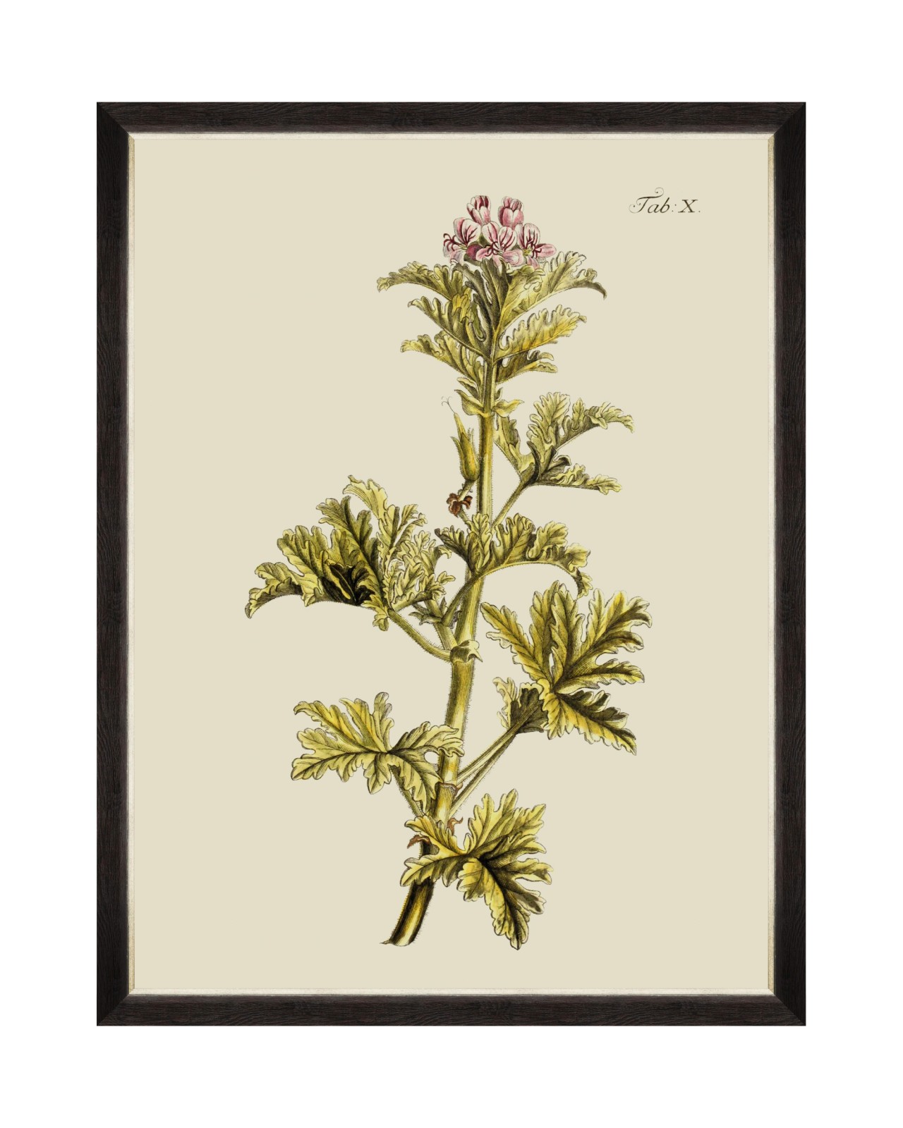 images/productimages/small/botanical-ii-framed-art-60x80cm-fa13225.jpg