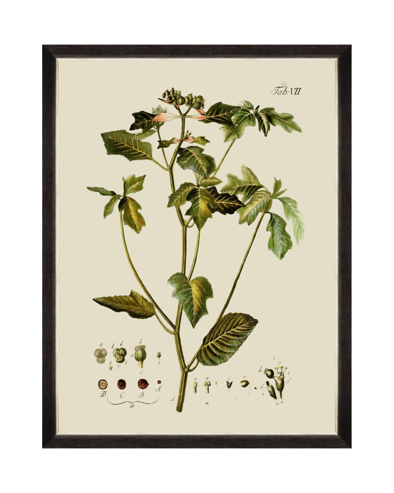 images/productimages/small/botanical-iv-framed-art-60x80cm-fa13227.jpg