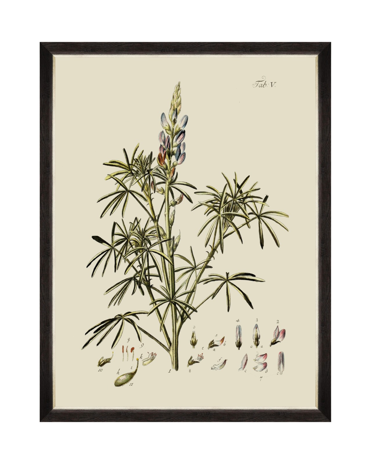 BOTANICAL VI