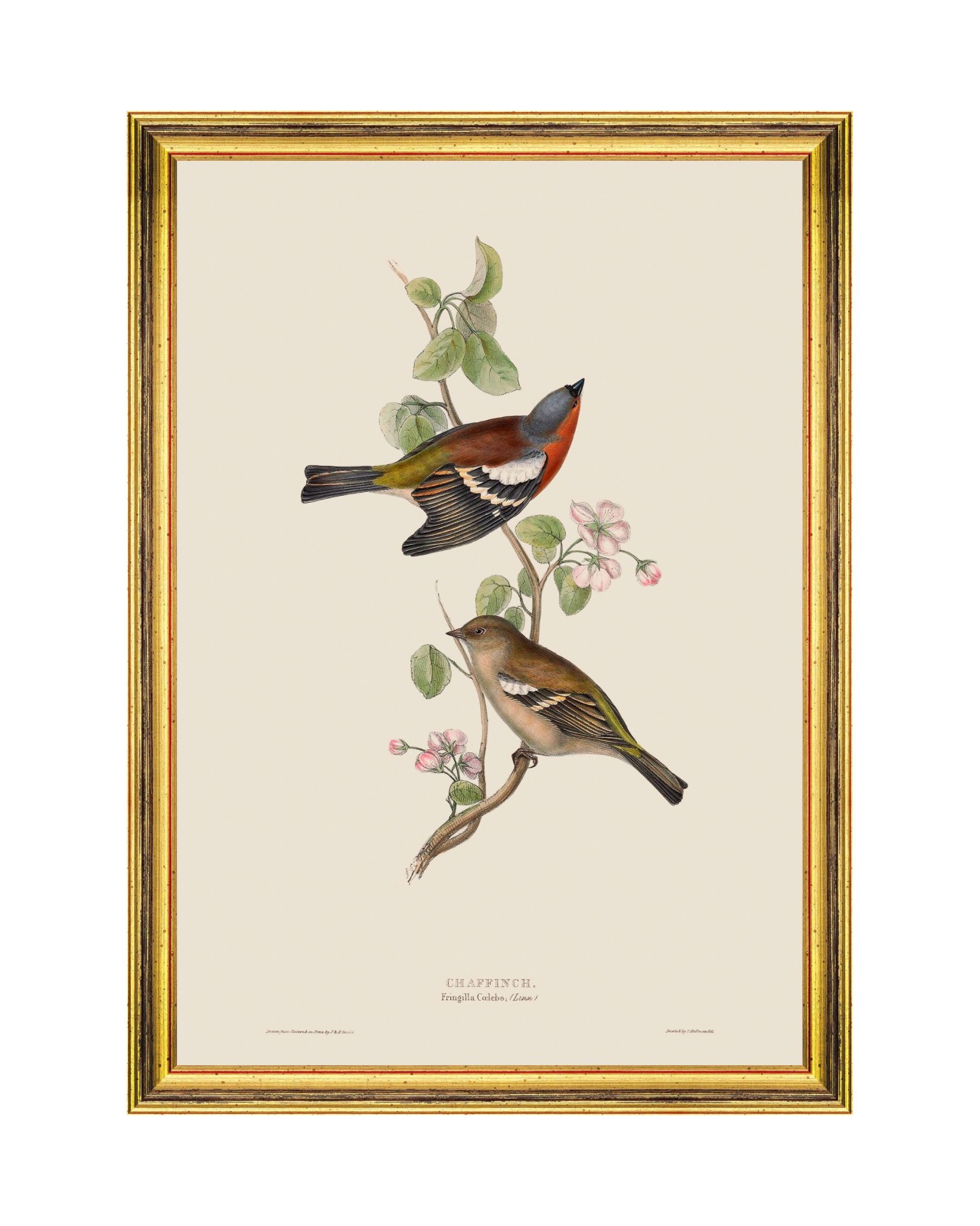 images/productimages/small/chaffinch-framed-art-35x50cm-fa13231.jpg