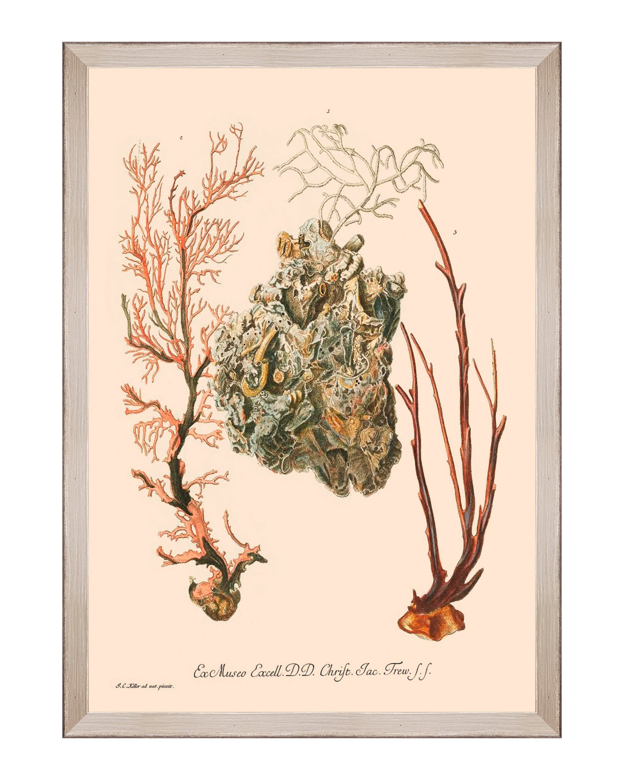 images/productimages/small/deliciae-naturae-iii-framed-art-35x50cm-fa13277.jpg