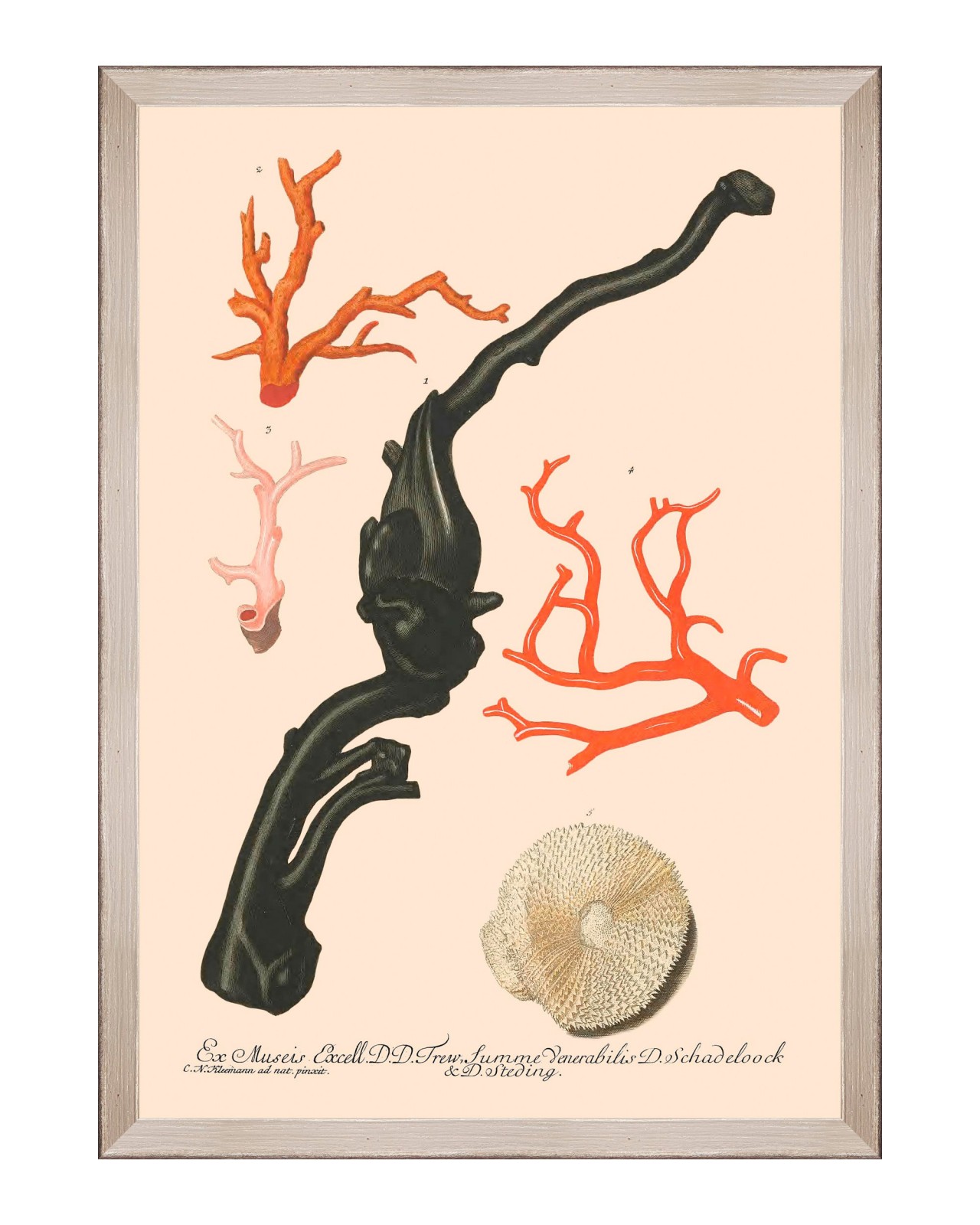 DELICIAE NATURAE IV