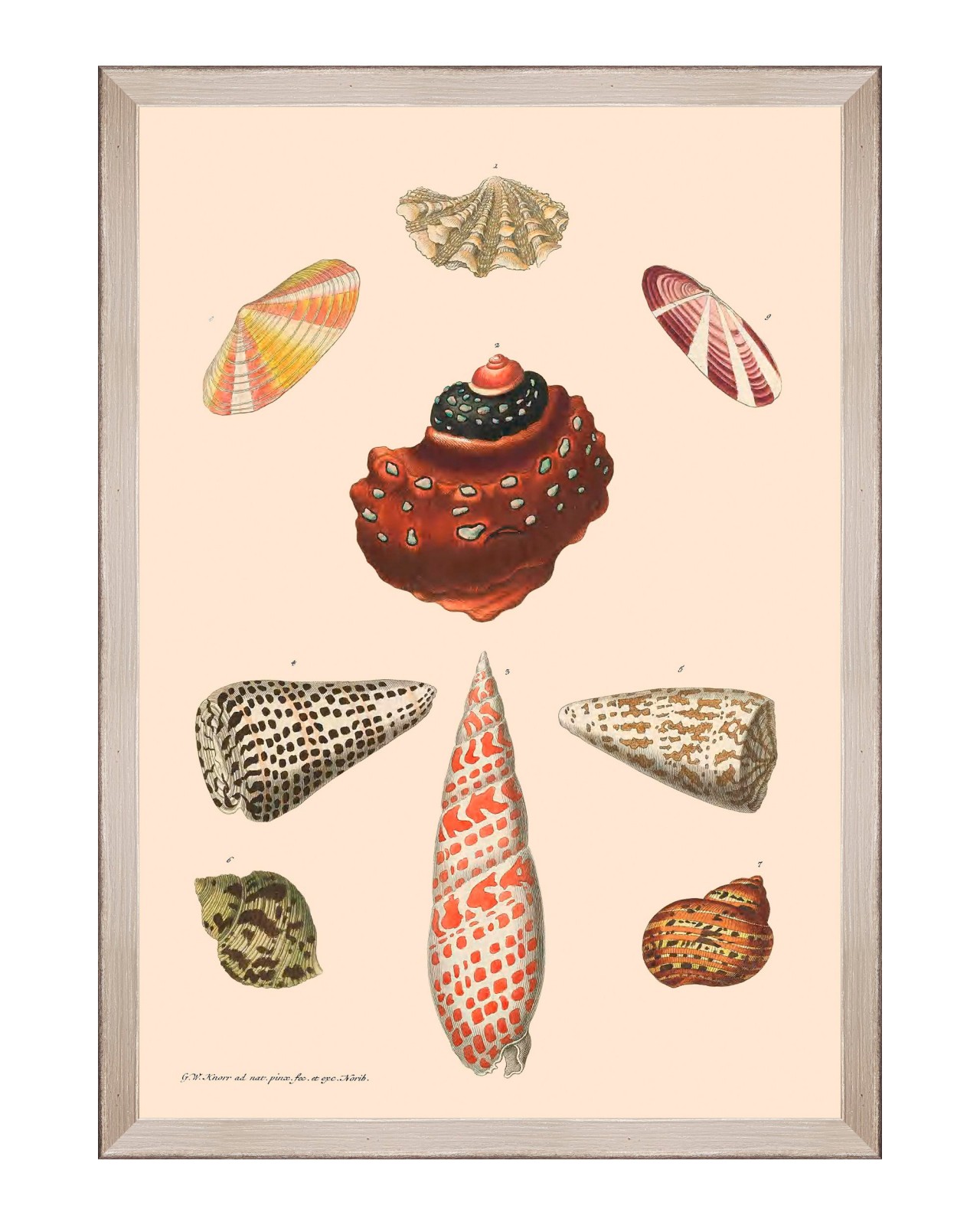 images/productimages/small/deliciae-naturae-viii-framed-art-35x50cm-fa13283.jpg
