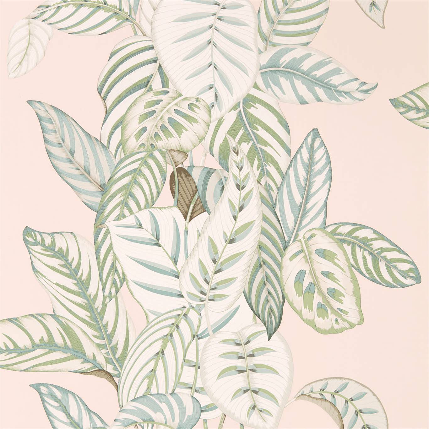 Calathea