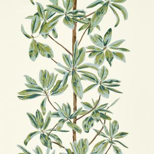 Mangrove Tree