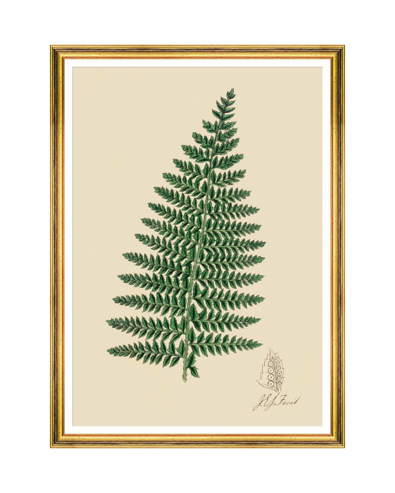 images/productimages/small/ferns-i-framed-art-50x70cm-fa13242.jpg