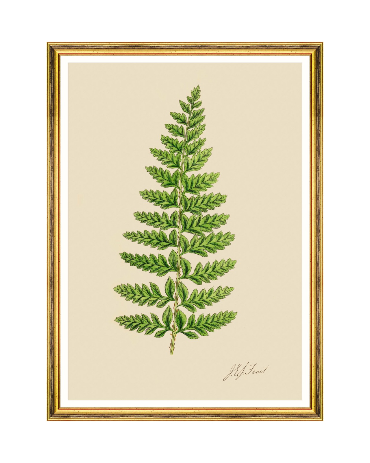 images/productimages/small/ferns-ii-framed-art-50x70cm-fa13243.jpg
