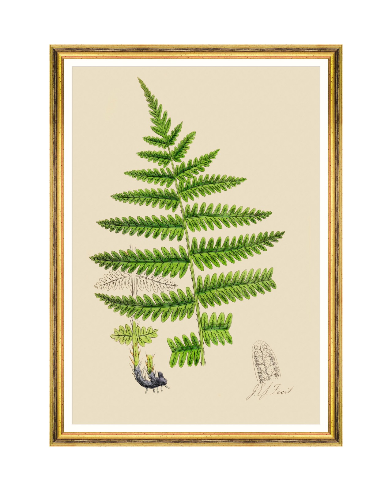 images/productimages/small/ferns-iii-framed-art-50x70cm-fa13244.jpg