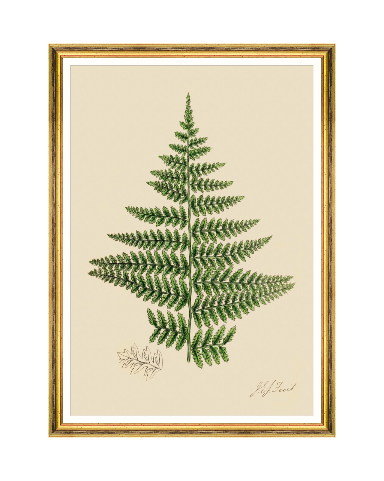 images/productimages/small/ferns-iv-framed-art-50x70cm-fa13245.jpg