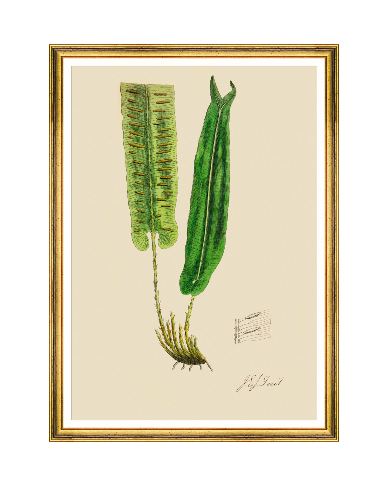 images/productimages/small/ferns-v-framed-art-50x70cm-fa13246.jpg