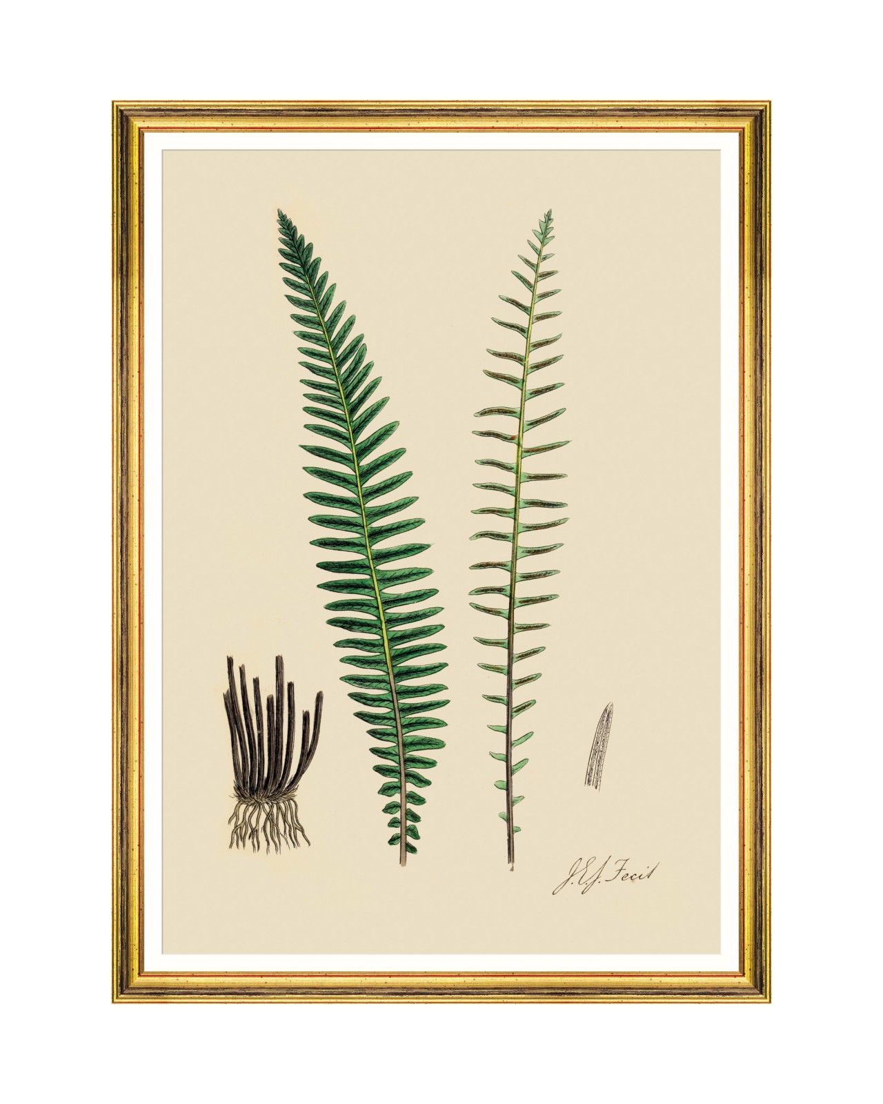 images/productimages/small/ferns-vi-framed-art-50x70cm-fa13247.jpg