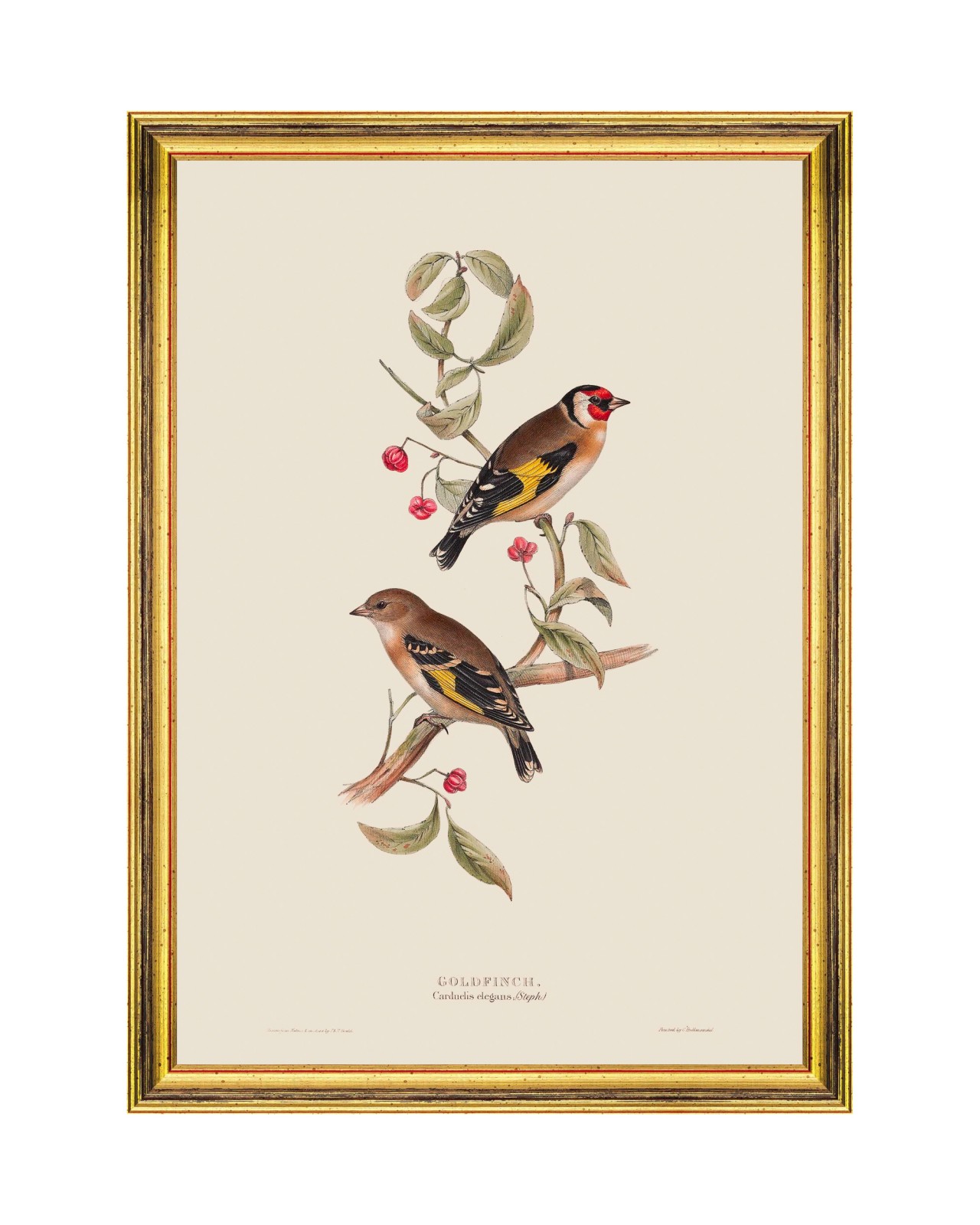 images/productimages/small/goldfinch-framed-art-35x50cm-fa13232.jpg