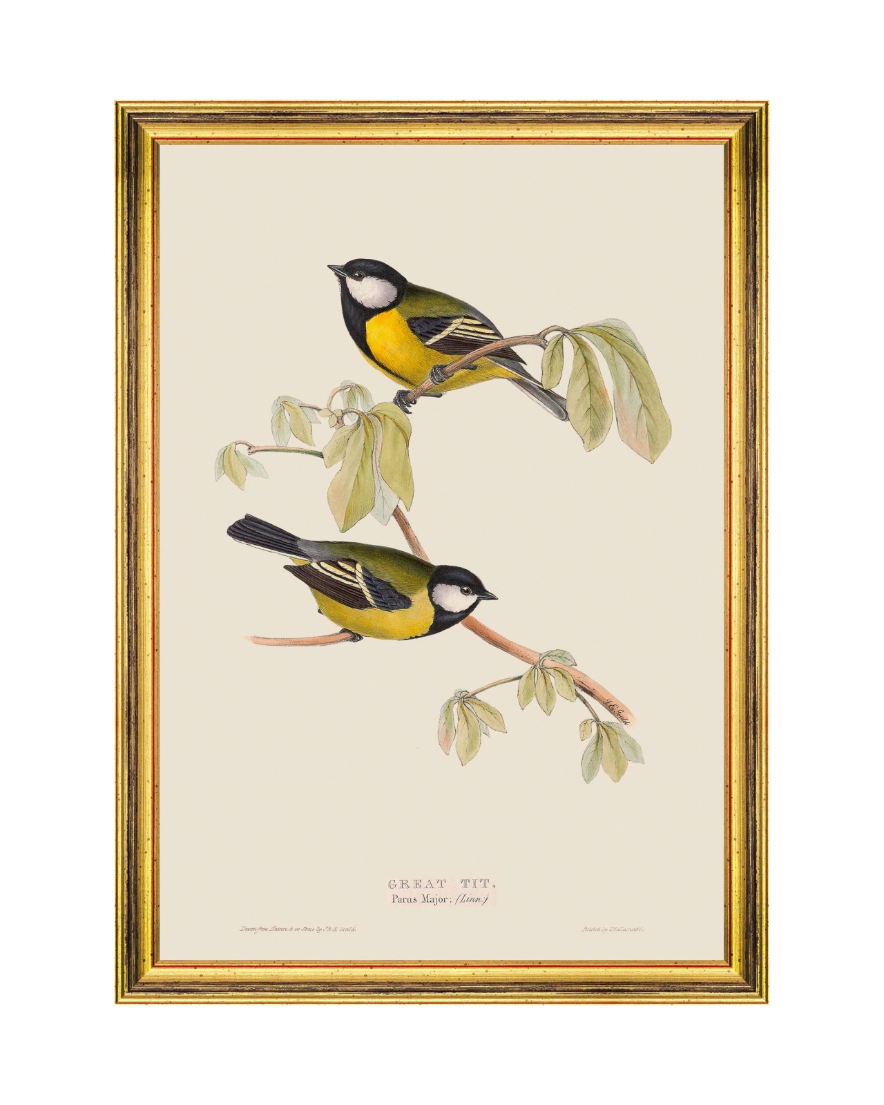 images/productimages/small/great-tit-framed-art-35x50cm-fa13234.jpg
