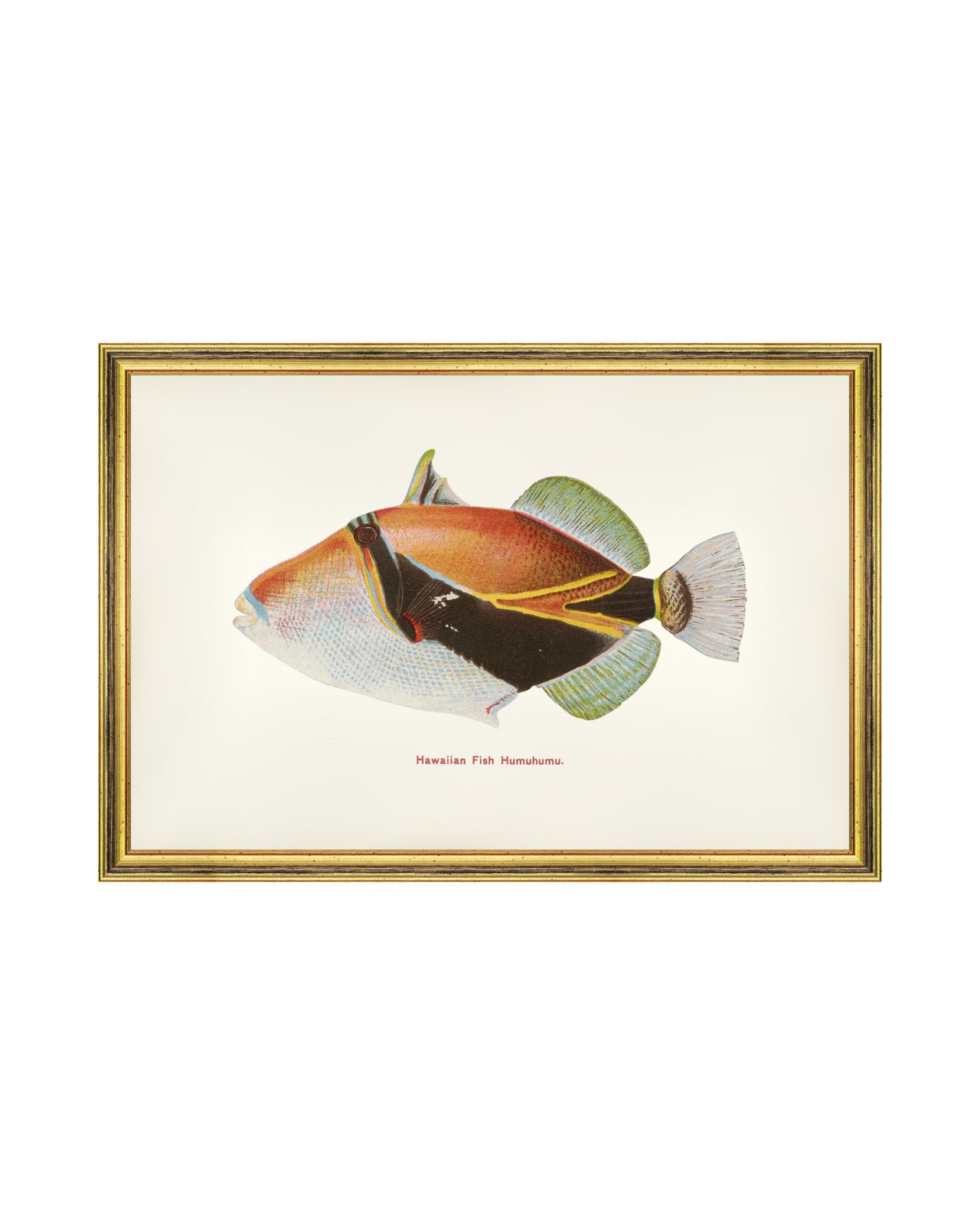 images/productimages/small/humuhumu-fish-60x40cm-glass-size-rama-2490-00.jpg