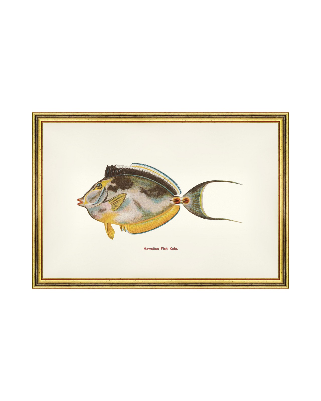 images/productimages/small/kala-fish-60x40cm-glass-size-rama-2490-00.jpg