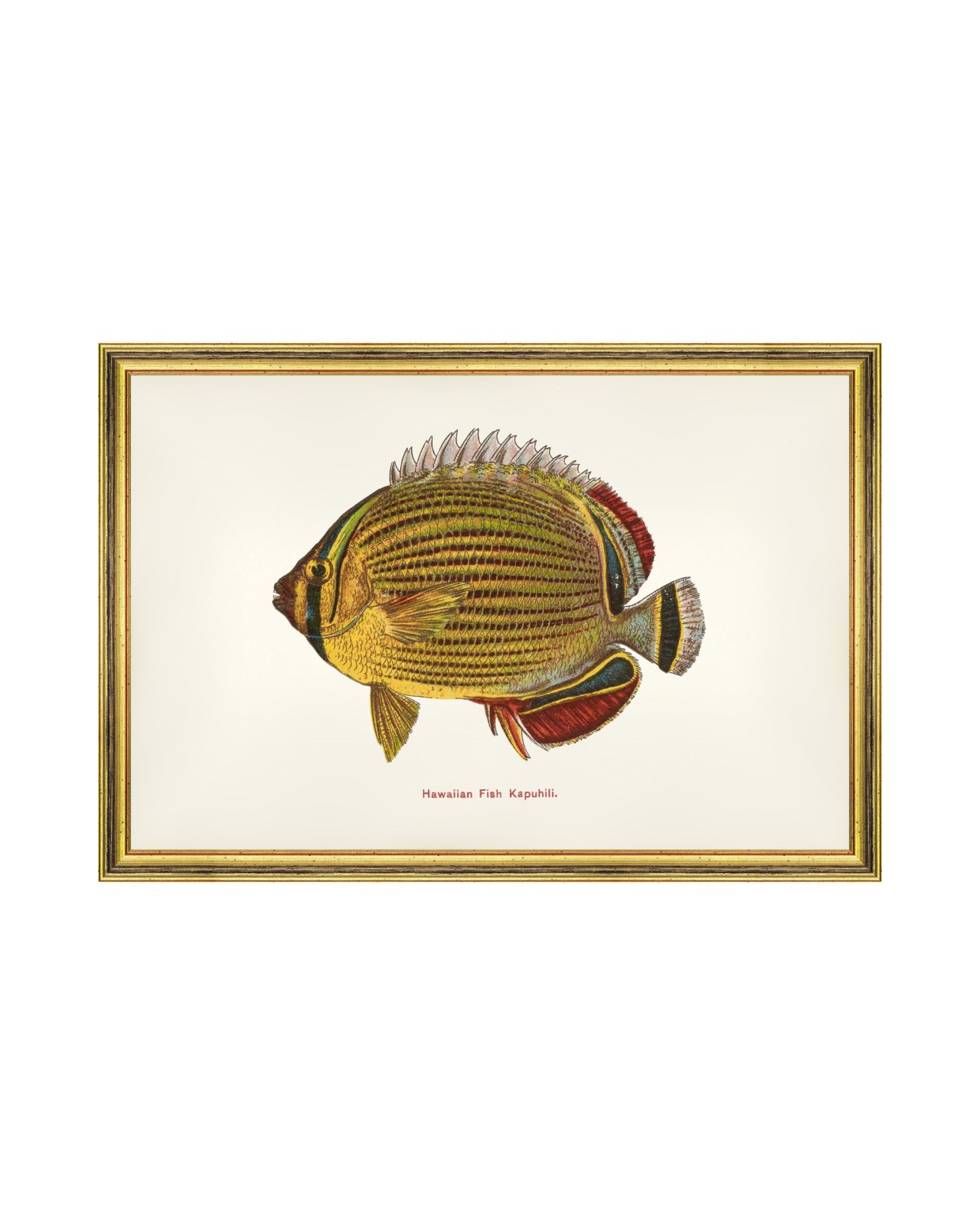 images/productimages/small/kapuhili-fish-60x40cm-glass-size-rama-2490-00.jpg