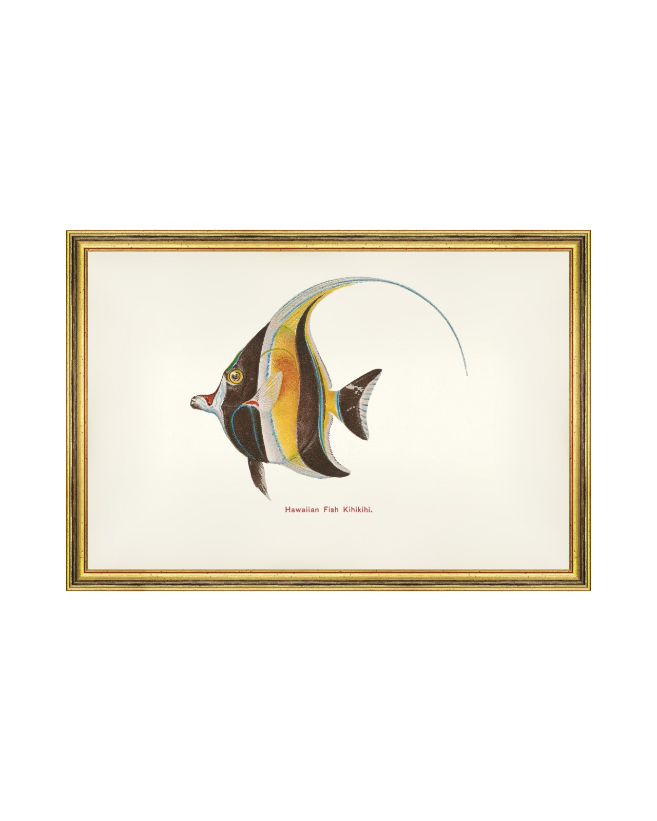 images/productimages/small/kihikihi-fish-60x40cm-glass-size-rama-2490-00.jpg