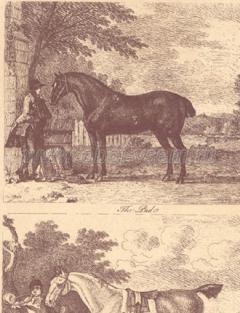 Gilpin Horses