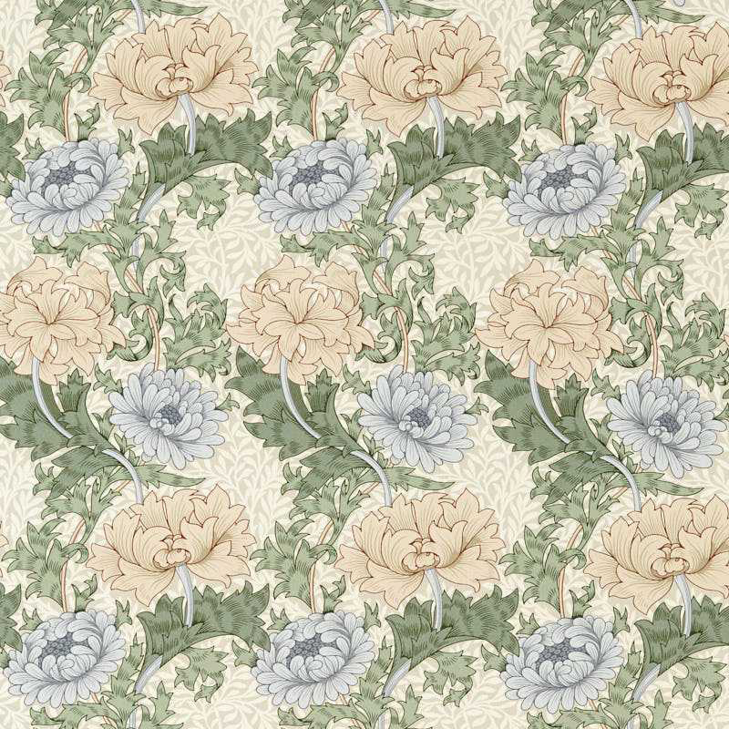 Chrysanthemum