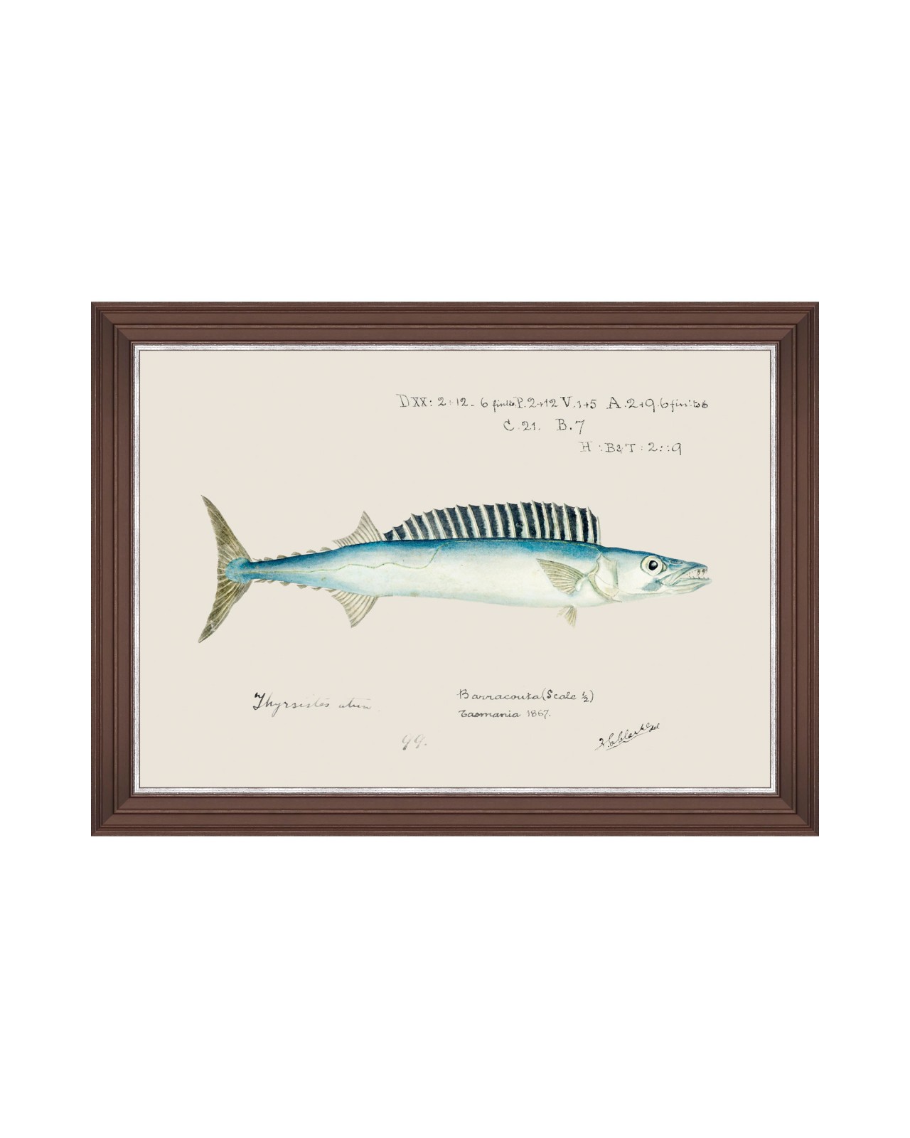 images/productimages/small/mediterraean-fish-barracuda-by-f-clark-framed-art-50x35cm-fa13296.jpg