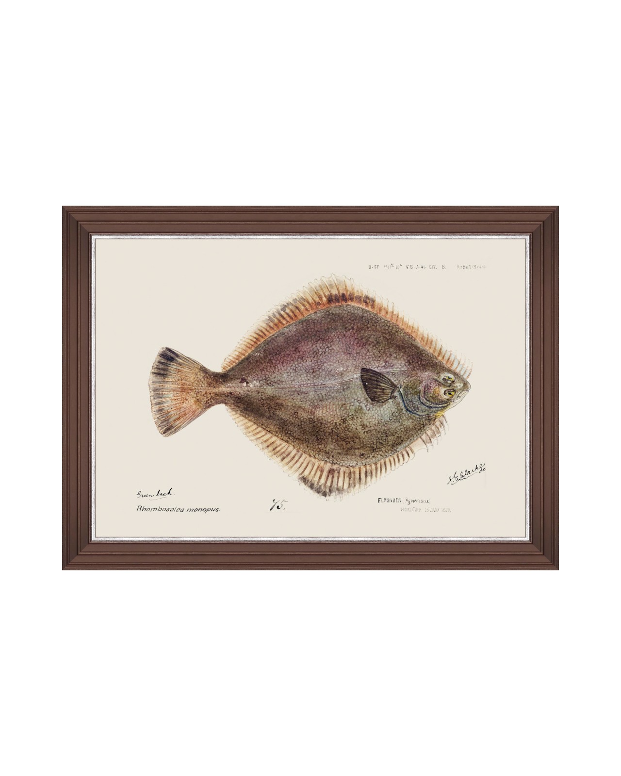 images/productimages/small/mediterraean-fish-flounder-by-f-clark-framed-art-50x35cm-fa13299.jpg