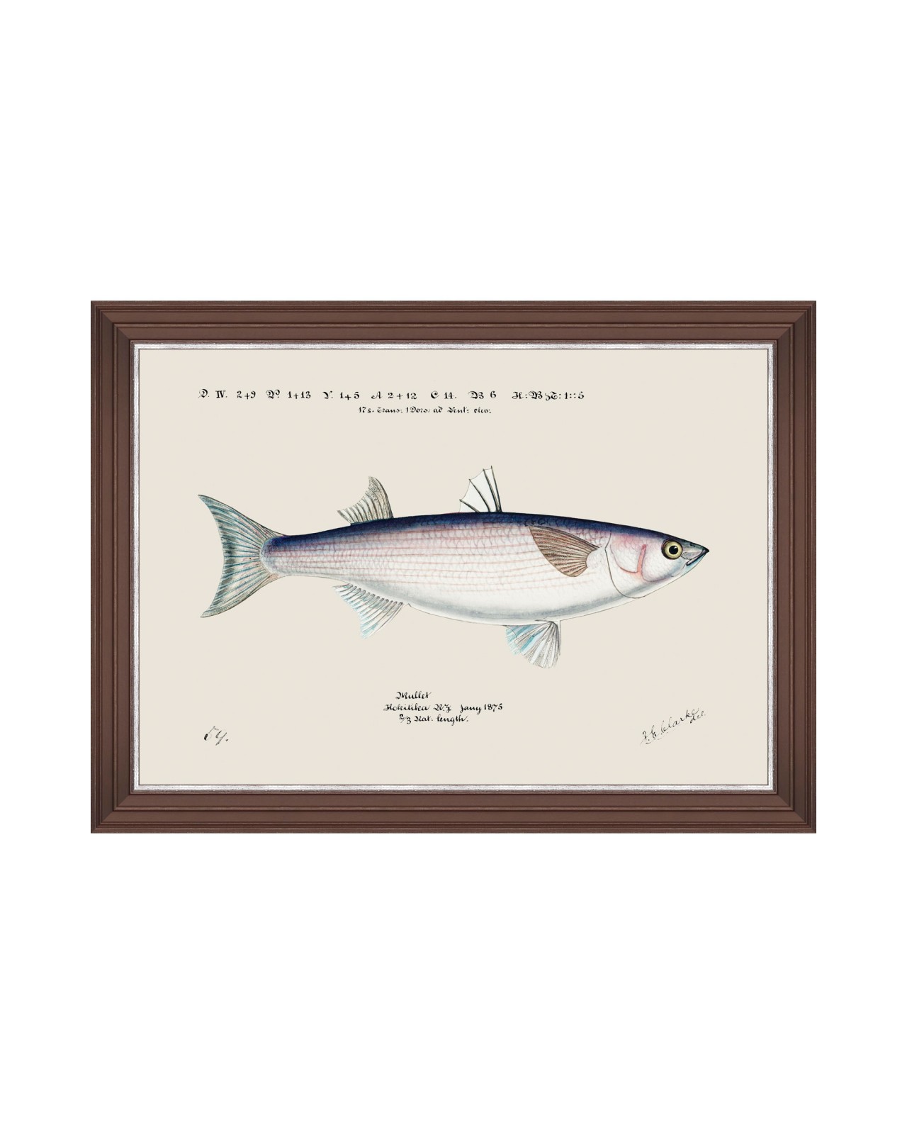 images/productimages/small/mediterraean-fish-grey-mullet-by-f-clark-framed-art-50x35cm-fa13298.jpg