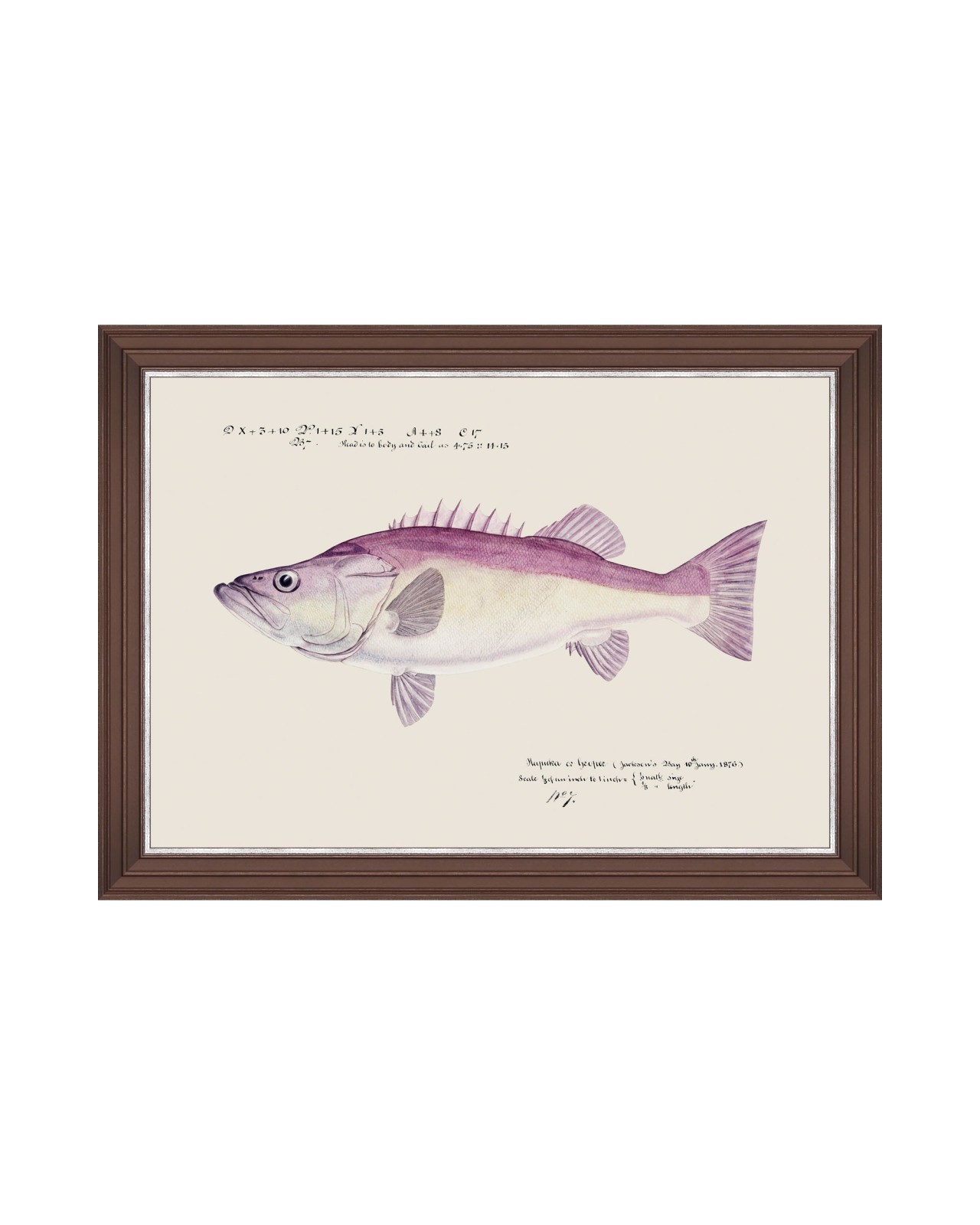 images/productimages/small/mediterraean-fish-grouper-by-f-clark-framed-art-50x35cm-fa13300.jpg