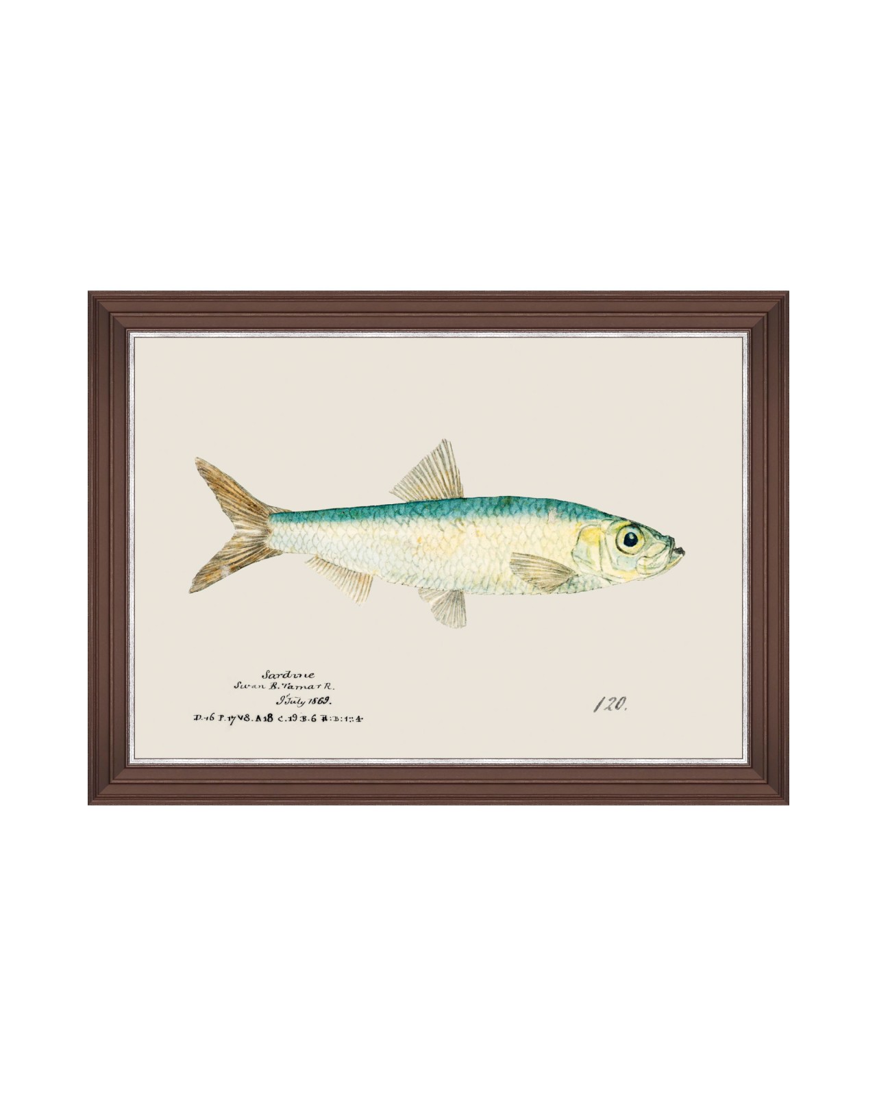 images/productimages/small/mediterraean-fish-sardine-by-f-clark-framed-art-50x35cm-fa13301.jpg