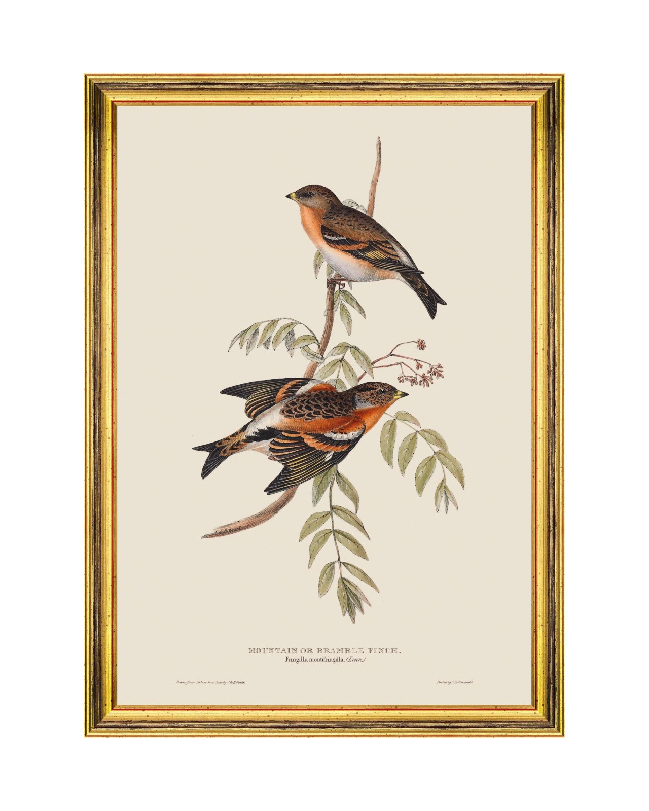 images/productimages/small/mountain-of-bramble-finch-framed-art-35x50cm-fa13235.jpg