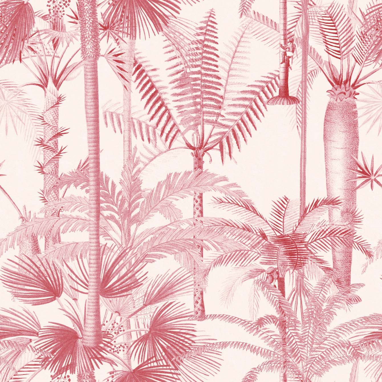 Palmera Cubana