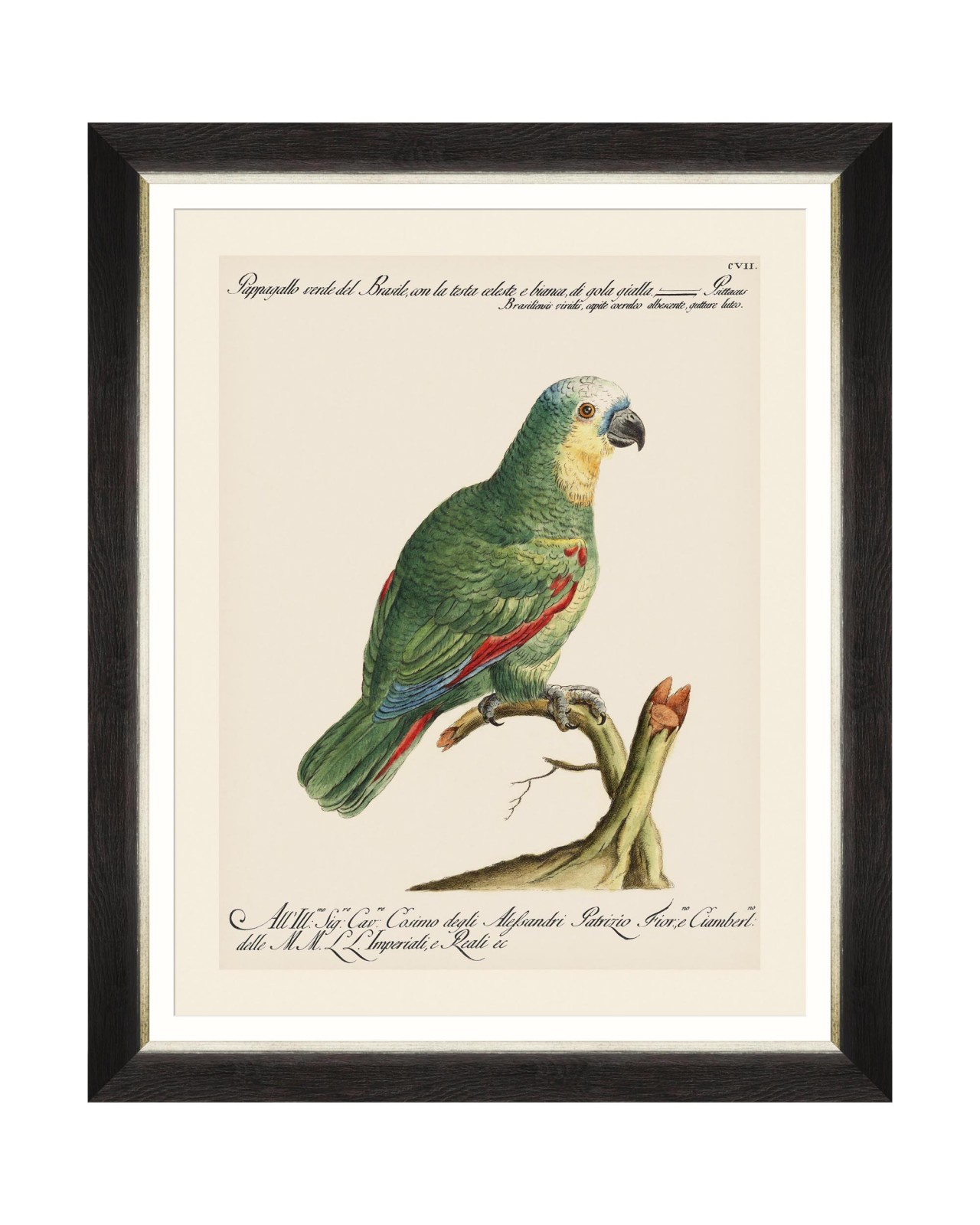 images/productimages/small/parrots-of-brasil-i-framed-art-40x50cm-fa13211.jpg