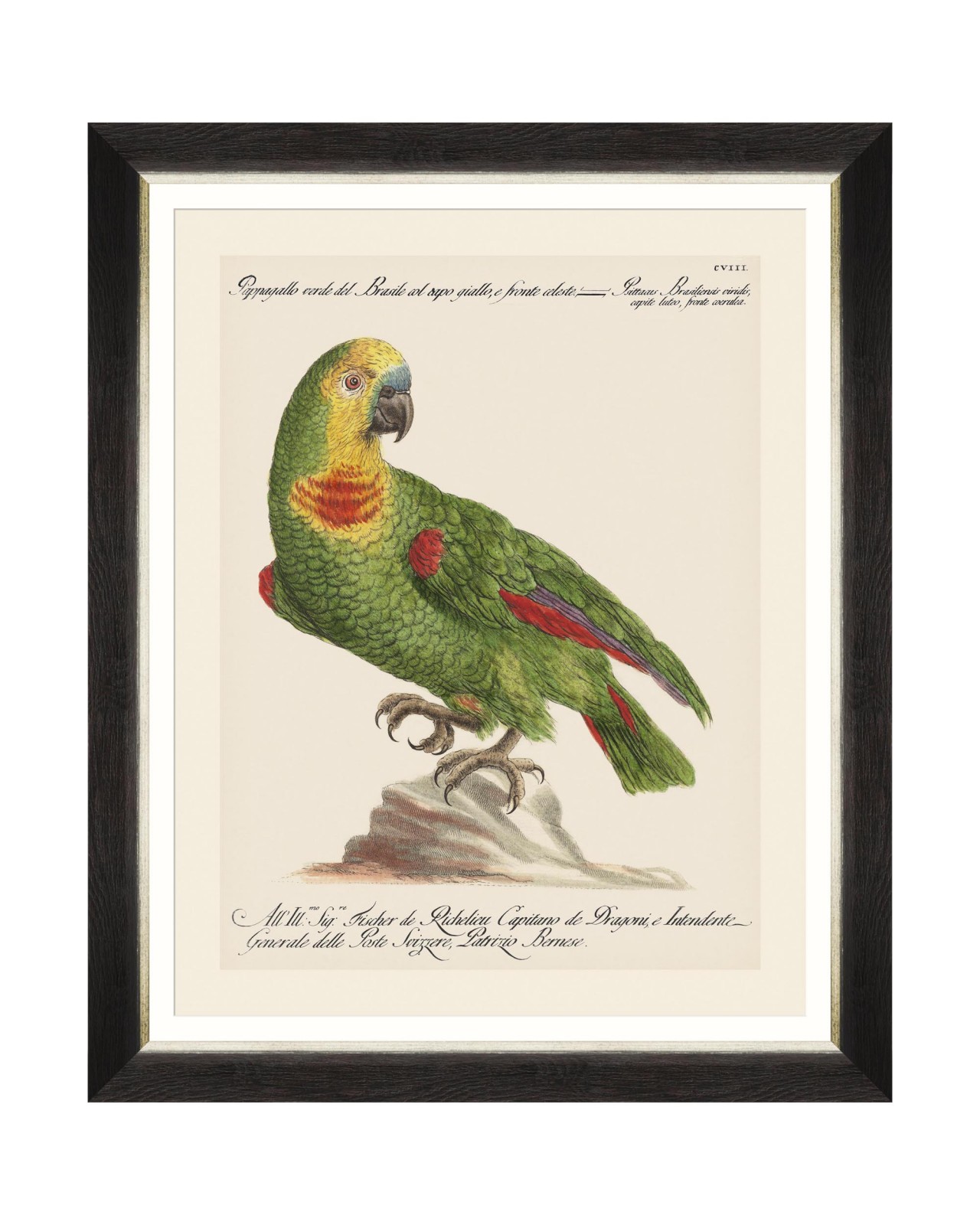 images/productimages/small/parrots-of-brasil-ii-framed-art-40x50cm-fa13212.jpg