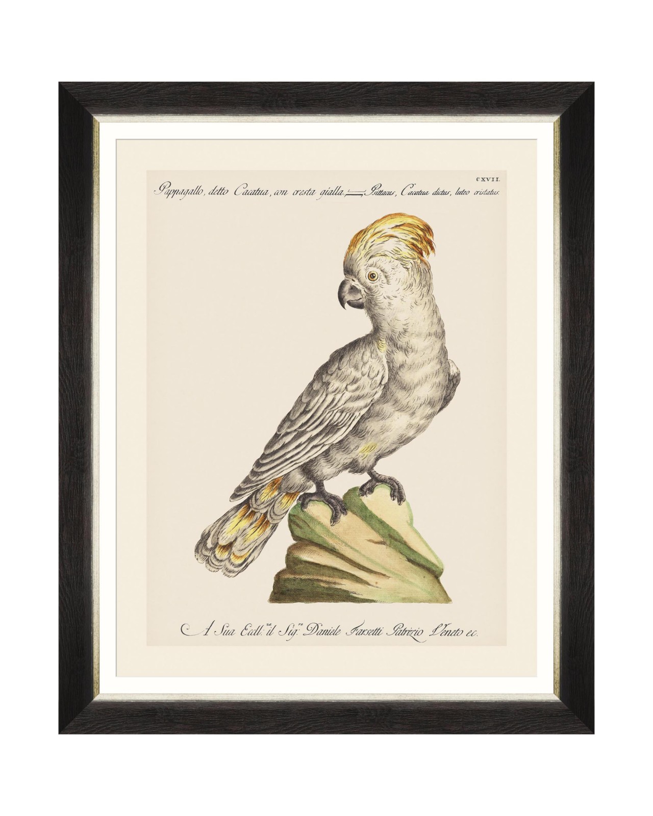 images/productimages/small/parrots-of-brasil-iii-framed-art-40x50cm-fa13213.jpg