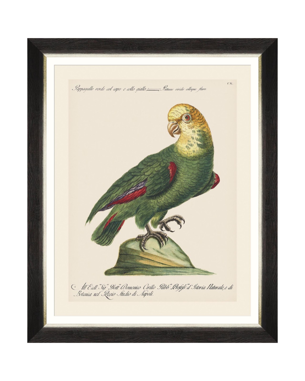images/productimages/small/parrots-of-brasil-v-framed-art-40x50cm-fa13215.jpg