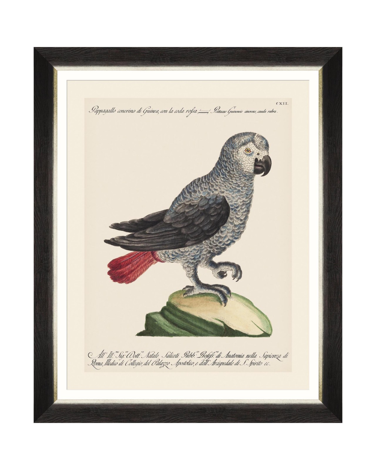 images/productimages/small/parrots-of-brasil-vi-framed-art-40x50cm-fa13216.jpg