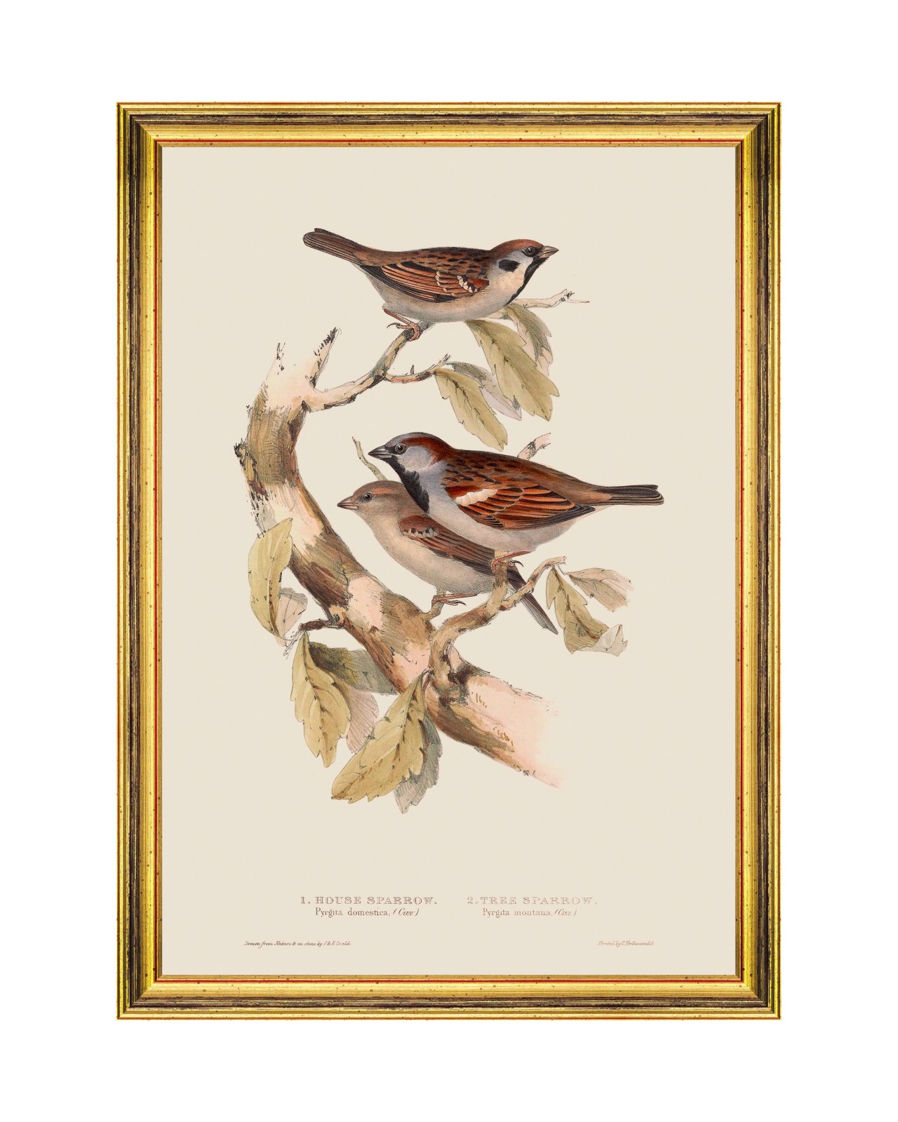 images/productimages/small/sparrow-framed-art-35x50cm-fa13237.jpg