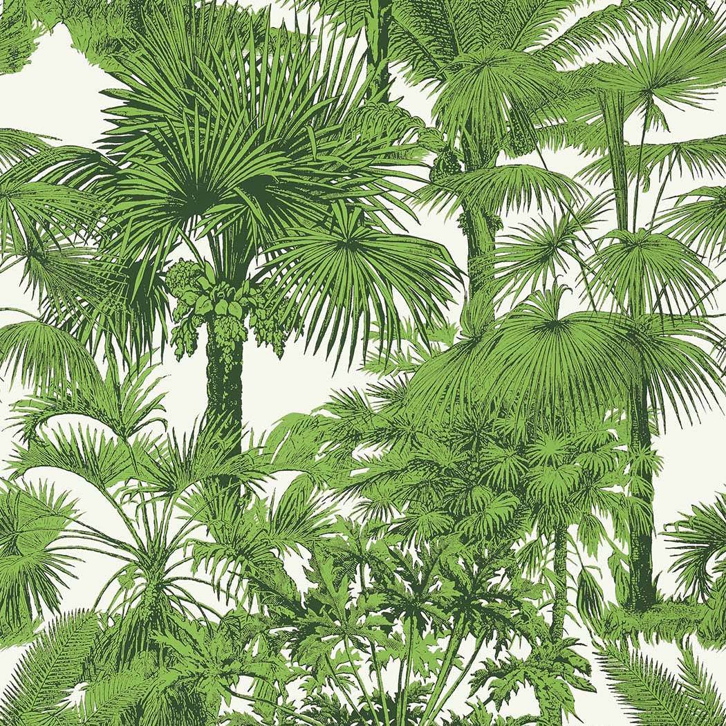 Palm Botanical