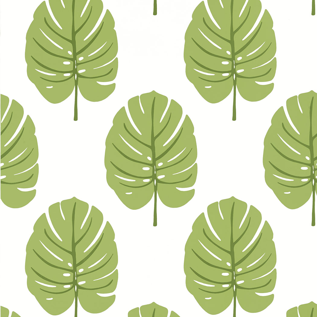 Monstera