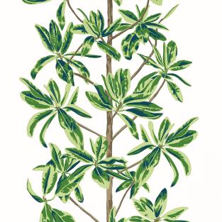 Mangrove Tree