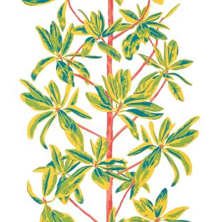 Mangrove Tree
