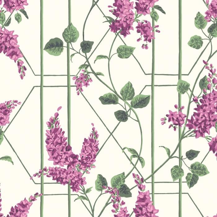 Wisteria