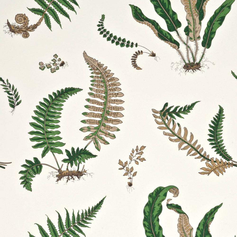 Ferns