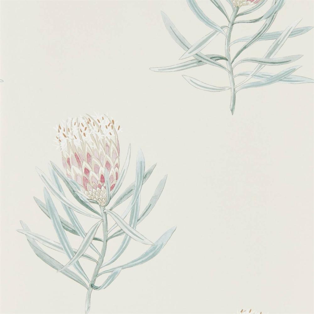 Protea Flower