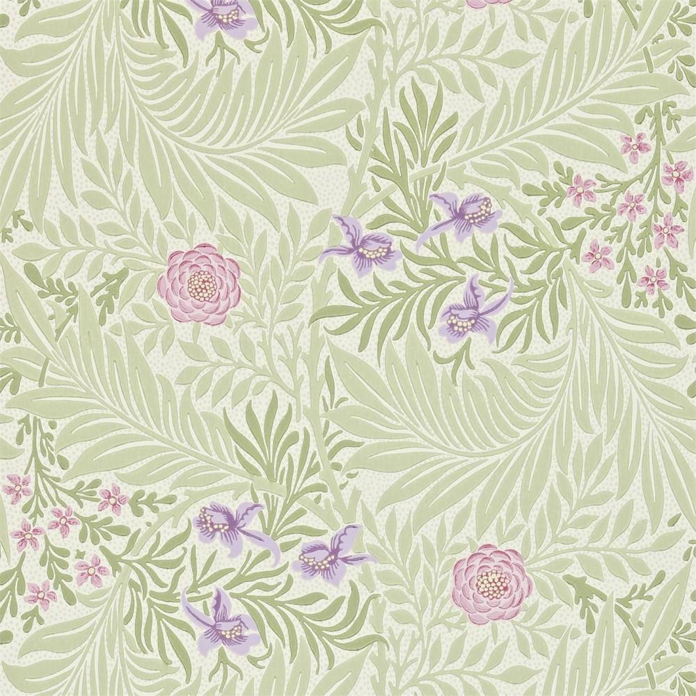Larkspur